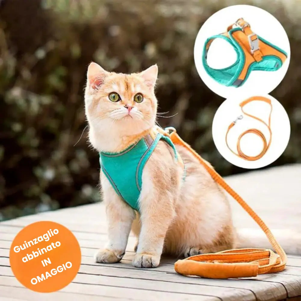 Pettorina da Passeggio per Gatto