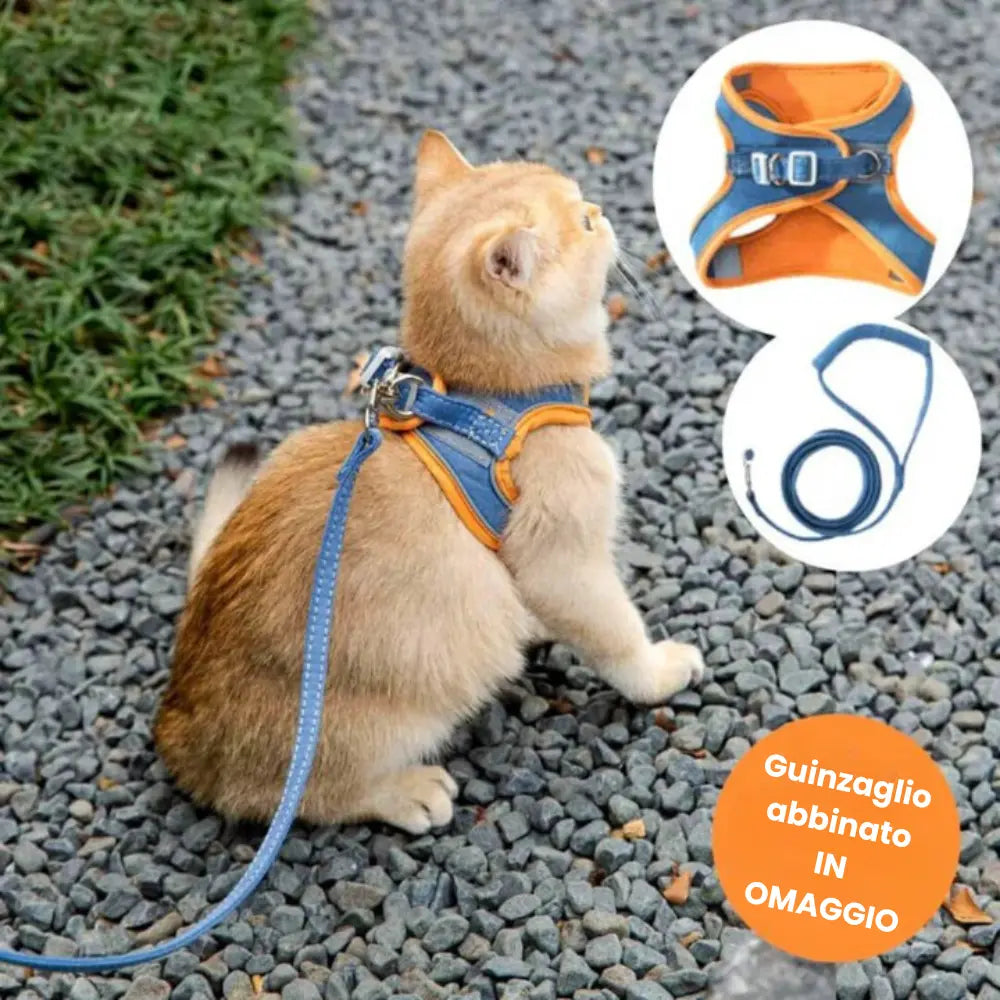 Pettorina da Passeggio per Gatto