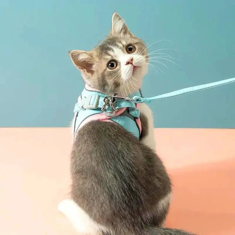 Pettorina da Passeggio per Gatto