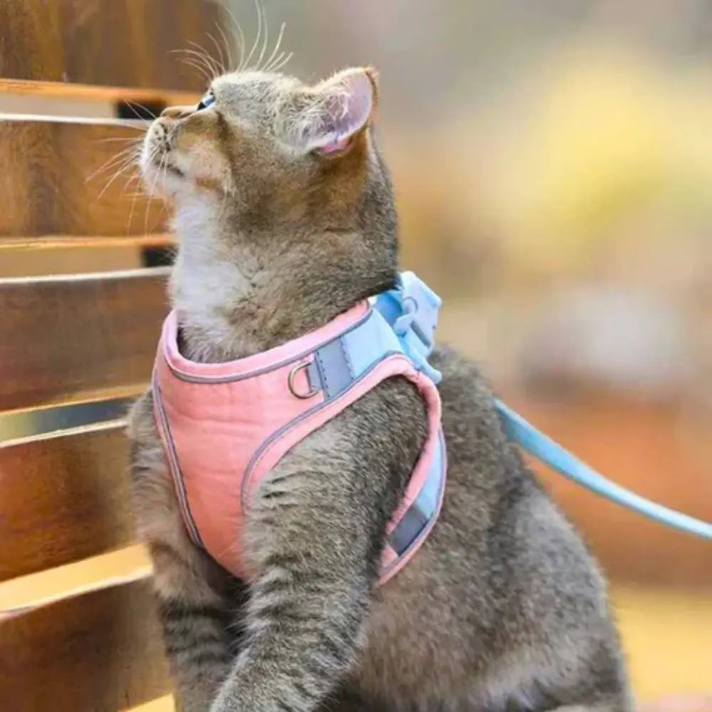 Pettorina da Passeggio per Gatto