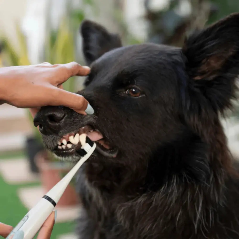 Set di Decalcificazione per Cani