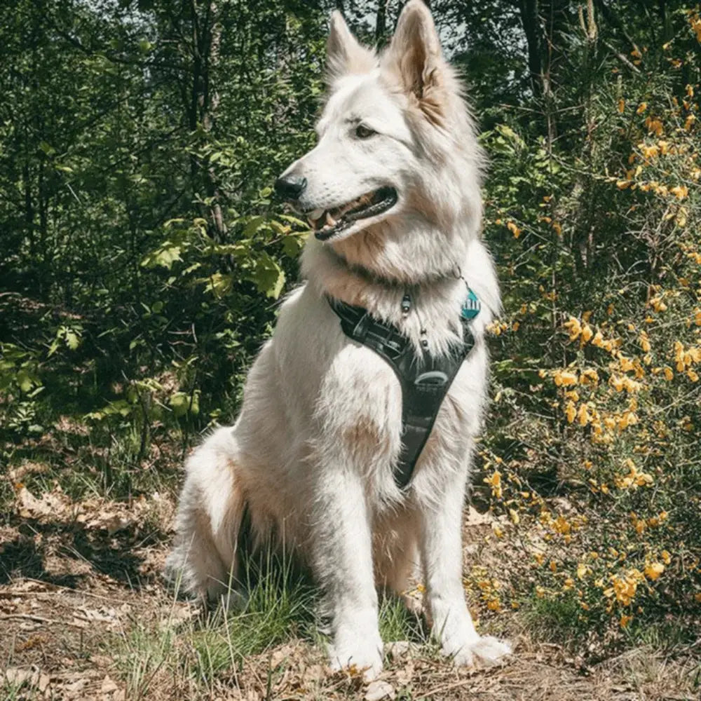 Imbracatura Anti-Tiro per Cani