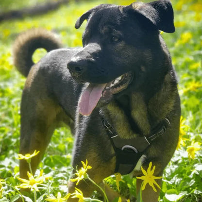 Imbracatura Anti-Tiro per Cani