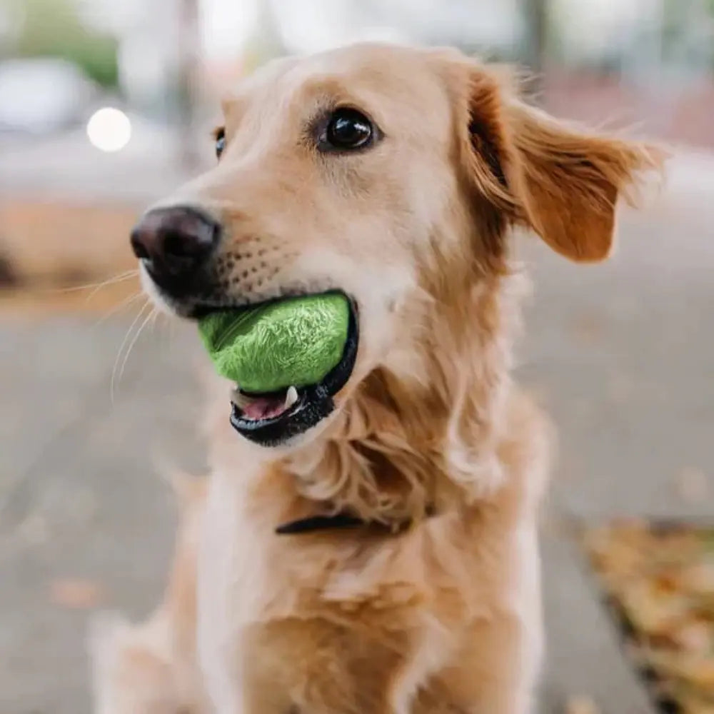 Palla Energetica Interattiva per Cani