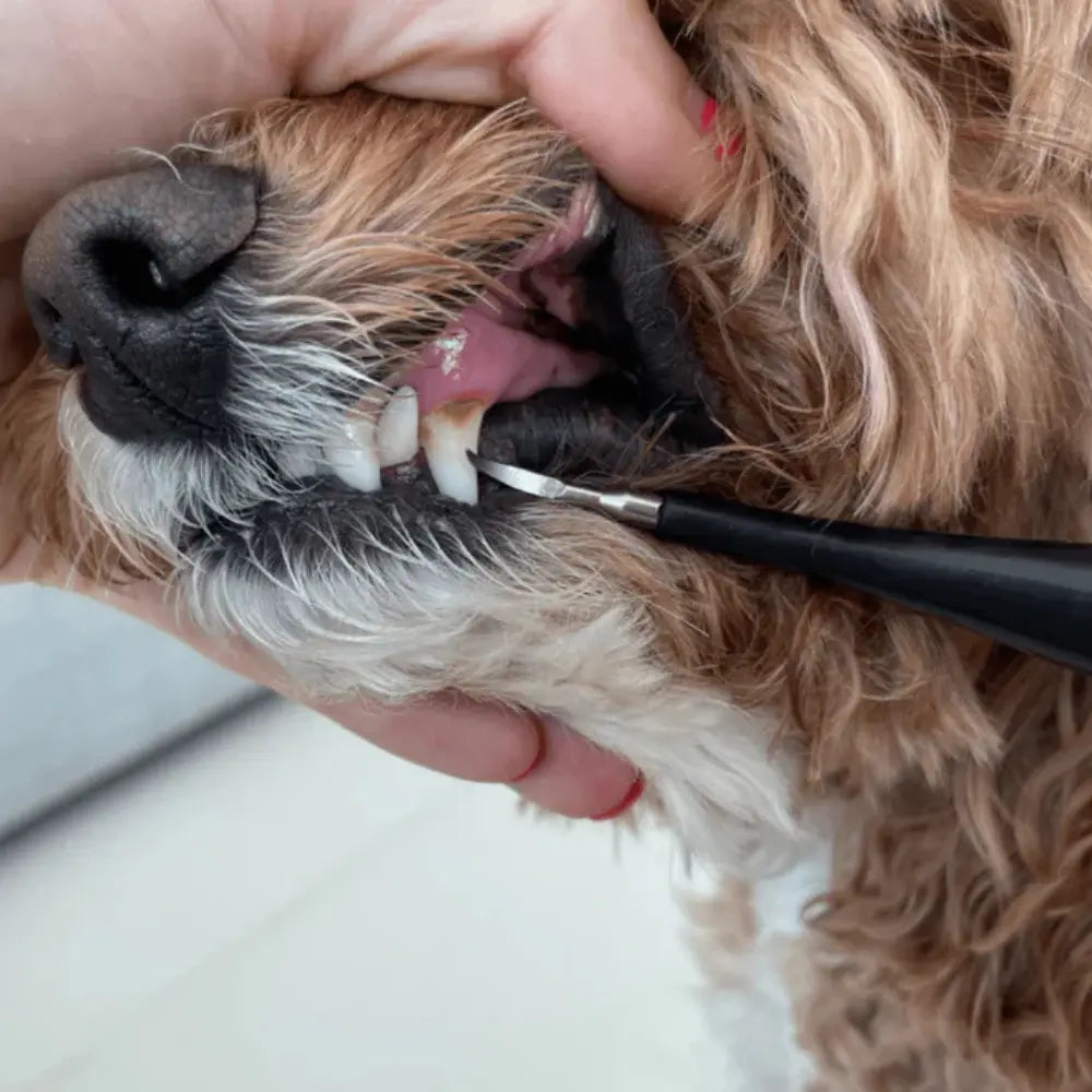 Set di Decalcificazione per Cani